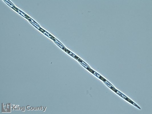 Photo of Pseudo-nitzschia spp. (large-celled)